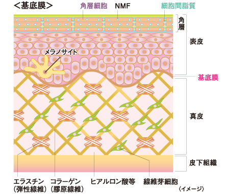 基底膜