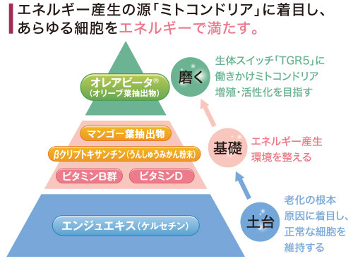 アムティーンの特長